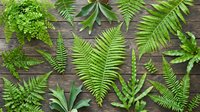 Fresh green ferns and foliage arranged on rustic wooden surface, ideal for nature, botanical, and organic design projects.
