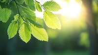 Fresh green elm leaves backlit by soft sunlight creating natural bokeh effect in forest. Serrated leaf edges showcase detailed texture and spring vitality.