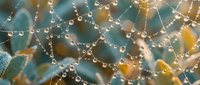 Intricate spider web covered in morning dew drops creating sparkling water pearls against soft blurred natural background with golden sunlight bokeh.