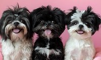 Three adorable Shih Tzu dogs with fluffy fur and happy expressions sitting together against pink background, showing different black and white coat patterns.