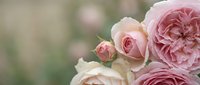 Soft pink and cream roses in romantic bouquet arrangement with dreamy bokeh background for wedding invitations and feminine design projects.