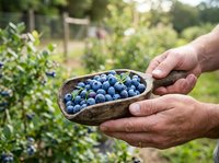 Fresh blueberries in rustic wooden bowl held by farmer hands in garden setting, harvest time agriculture and organic farming concept.