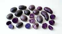 Collection of purple potatoes in various shapes and sizes on white background, showcasing natural organic vegetables for healthy cooking and nutrition.