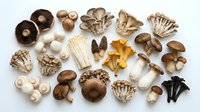 Assorted edible mushrooms including button, oyster, chanterelle, and shiitake varieties arranged on white background for culinary and food styling projects.