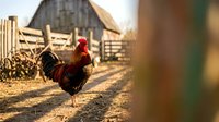 Rooster with red and black plumage standing in farmyard with wooden fence and barn in background during golden hour sunlight.