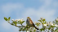 Small sparrow perched on blooming apple tree branch with white flowers against blue sky background for nature and wildlife photography projects.