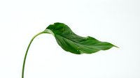 Drooping green leaf with water droplets on white background, isolated botanical element suitable for design projects and nature-themed compositions.