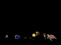 Colorful marine life collection isolated on transparent background, ready for clipart, t-shirt design, stickers, print-on-demand products, and sublimation projects.