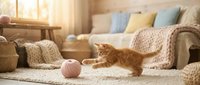 Orange tabby kitten playing with pink yarn ball in cozy living room with knitted blankets and soft natural lighting creating warm domestic atmosphere.
