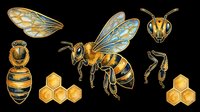 Detailed honey bee anatomy clipart set isolated on transparent background, featuring full bee, wing, head, legs, and honeycomb for stickers, sublimation, and t-shirt design.