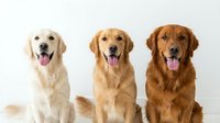 Three golden retriever dogs sitting together with tongues out on white background, perfect for pet care advertising and animal lover designs.
