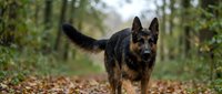 German Shepherd dog standing alert on forest path surrounded by autumn leaves and trees, loyal canine companion in natural woodland setting.