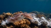 Cuttlefish swimming over vibrant coral reef in deep blue ocean water showcasing marine biodiversity and underwater ecosystem life.