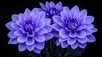 Purple dahlia flowers in full bloom against dark background, detailed macro photography showing layered petals and natural floral symmetry.
