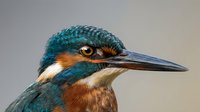 Vibrant kingfisher bird portrait showcasing iridescent blue-green plumage and distinctive orange breast feathers against soft blurred background.