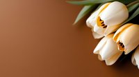 White tulips with yellow centers on warm brown background creating elegant spring floral composition with copy space for romantic greeting cards.