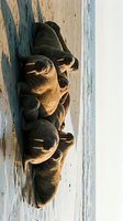 Group of walruses resting on sandy beach during golden hour sunset light. Marine mammals basking together in natural arctic wildlife habitat environment.