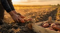 Farmer harvesting fresh potatoes from rich soil at sunset. Hands gathering organic vegetables in wooden crate during golden hour harvest season in agricultural field.