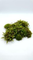Isolated moss cluster with vibrant green foliage on white background, ready for design projects, botanical illustrations, nature graphics, and educational materials.