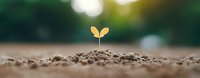 Young green seedling emerging from fertile soil against blurred natural background with sunlight, symbolizing growth, new beginnings and environmental care.
