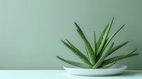 Aloe vera plant in white ceramic pot against mint green wall background, minimalist home decor composition with copy space for wellness and lifestyle design.