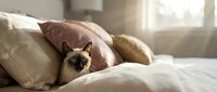 Siamese cat with dark points resting among soft pillows and bedding in bright natural light from window, relaxed pet lounging on comfortable bed.