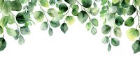 Watercolor eucalyptus leaves border with delicate green foliage hanging from top, creating natural frame on white background. Seamless pattern for wedding design.