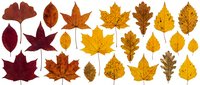 Collection of colorful autumn leaves in various shapes and sizes isolated on white background for seasonal design projects and nature themes.