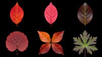 Six vibrant autumn leaves in red, orange, and green tones, isolated on transparent background, ready for clipart, stickers, t-shirt design, and print on demand use.