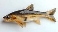 Fresh raw grass carp fish with golden fins and scales on white background, side view of whole uncooked freshwater fish isolated for culinary design.