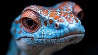 Macro portrait of blue and orange gecko head showing detailed scales, eye, and skin texture against black background. Vibrant reptilian close-up with striking color pattern.