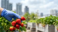 Hand in blue latex glove picking ripe red strawberries from plant in urban rooftop garden with city skyline background, sustainable farming and local food production concept.