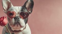 French bulldog wearing heart-shaped sunglasses holding red rose in mouth on pink background for Valentine's Day romantic pet portrait.