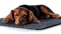 Sleeping English Cocker Spaniel dog with brown fur lying on gray braided mat against white background, isolated studio portrait for pet care and comfort.