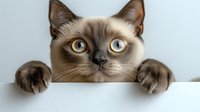Adorable Siamese kitten with blue eyes peeking over white surface, curious expression, brown and cream fur, perfect for pet care and animal lover designs.