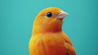 Vibrant orange canary bird portrait with bright yellow plumage against turquoise background for pet care and wildlife photography projects.