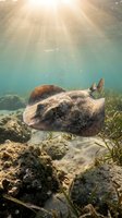 Stingray gliding over coral reef with sunbeams penetrating turquoise water in tropical marine environment for underwater photography and diving content.