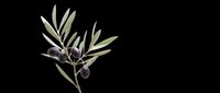 Olive branch with ripe black olives and green leaves, isolated on transparent background, ready for stickers, sublimation, t-shirt design, and print on demand.