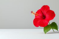 Vibrant red hibiscus flower with green leaves isolated on light gray background, minimalist composition with copy space for text or design elements.
