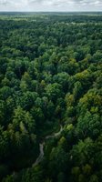 Aerial view of vast green forest canopy with winding dirt path cutting through dense woodland under cloudy sky for nature and environmental concepts.