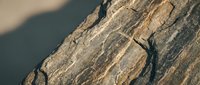 Close-up macro shot of weathered tree bark texture with natural cracks and rough surface patterns. Organic wood grain detail for nature backgrounds.