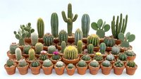 Collection of diverse small cacti and succulents in terracotta pots arranged together, featuring various species with different shapes and textures for home decor.