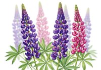 Colorful lupine flowers in purple and pink hues with green foliage isolated on white background for garden and botanical design projects.