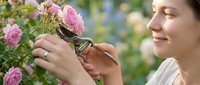 Young woman gardener pruning pink roses with scissors in sunny garden during spring blooming season for landscape maintenance and flower care.