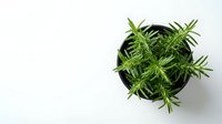 Fresh rosemary herb plant in black pot on white background, aromatic culinary ingredient for cooking and seasoning, organic gardening concept.