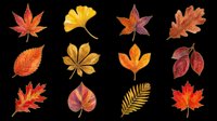 Watercolor autumn leaves set, isolated on transparent background. Twelve fall foliage types in red, orange, gold tones. Ready for stickers, clipart, sublimation, t-shirt design, print on demand.