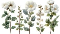Watercolor cotton plant branches with white fluffy bolls and green leaves on isolated background. Botanical illustration for natural textile design.