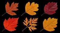 Autumn maple leaves in red, orange, and burgundy tones isolated on transparent background. Ready for t-shirt designs, clipart, stickers, print-on-demand products, and sublimation projects.