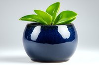 Succulent plant with bright green leaves in round navy blue ceramic pot against white background, minimalist home decor composition for interior design.