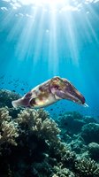 Cuttlefish swimming over coral reef in tropical ocean with sunbeams filtering through blue water for marine biology and underwater photography projects.
